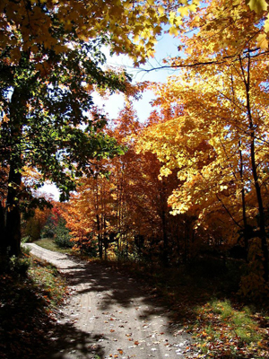 Driveway into Killarney Cabins